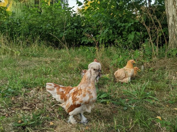 New bantams by the village pond, August 2022